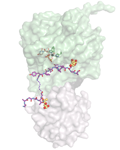 Structural Biochemistry Unit